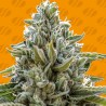 FROSTED GUAVA · Original Sensible Seeds · sementes de maconha · Fem