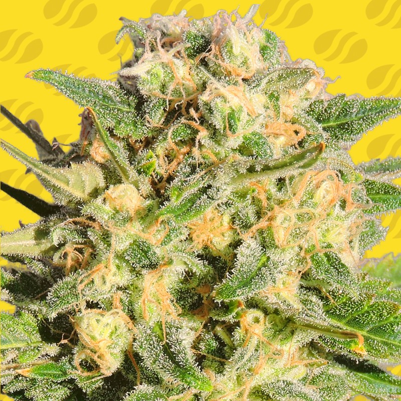 AUTO AK XXL · Original Sensible Seeds · sementes de maconha · AutoFem