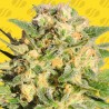 AUTO AK XXL · Original Sensible Seeds · kaufen cannabis samen · AutoFem