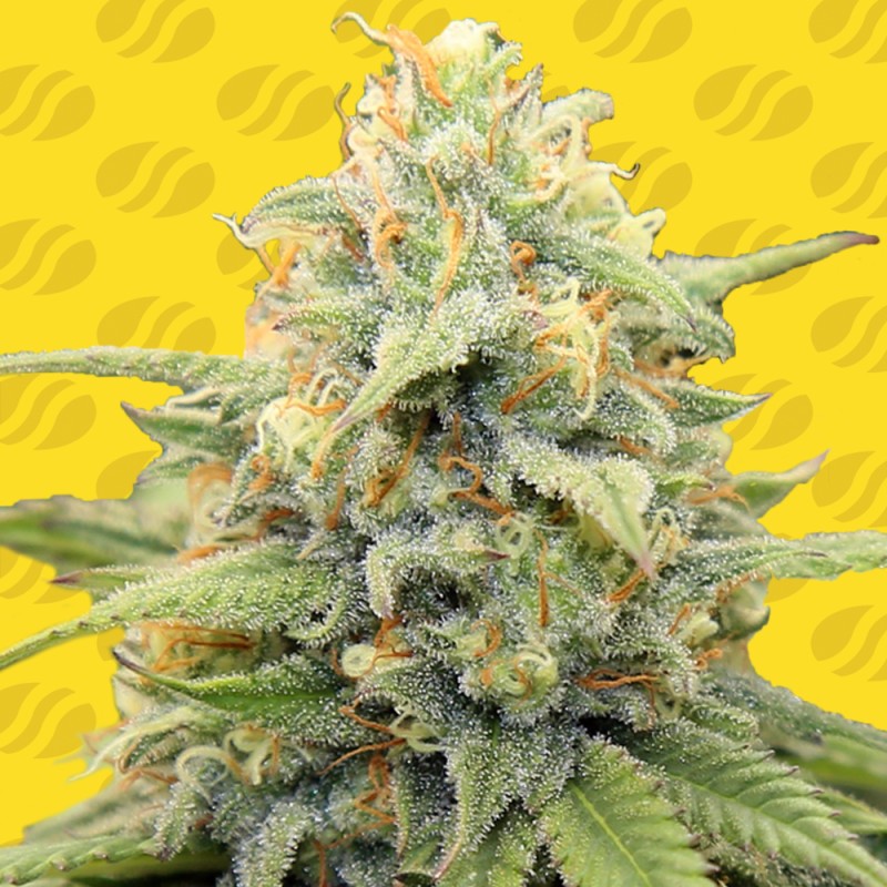 APPLE FRITTER AUTO · Original Sensible Seeds · cannabis seeds · AutoFem