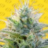 AUTO GHOST OG · Original Sensible Seeds · sementes de maconha · AutoFem