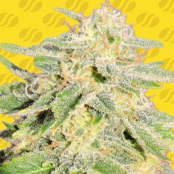 AUTO JACK HERER · Original Sensible Seeds · graines de cannabis · AutoFem