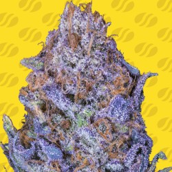 AUTO PURPLE · Original Sensible Seeds · kaufen cannabis samen · AutoFem