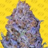 AUTO PURPLE · Original Sensible Seeds · graines de cannabis · AutoFem