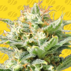 AUTO SUPER SKUNK · Original Sensible Seeds · kenevir tohum · Disi · AutoFem