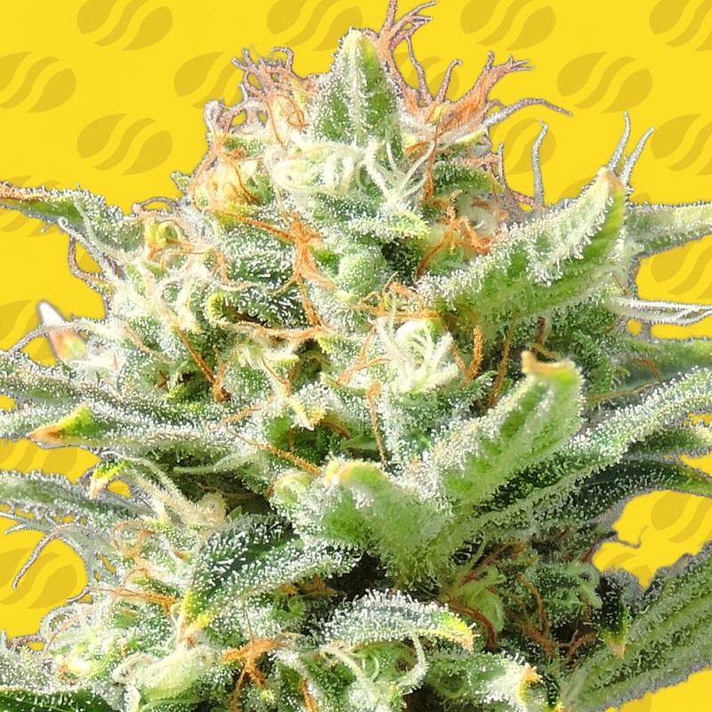 AUTO SUPER SKUNK · Original Sensible Seeds · kenevir tohum · Disi · AutoFem