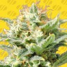 AUTO SUPER SKUNK · Original Sensible Seeds · kaufen cannabis samen · AutoFem