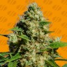 BANANA SHERBET · Original Sensible Seeds · kaufen cannabis samen · Fem