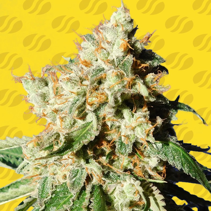 BLUEBERRY COOKIES AUTO · Original Sensible Seeds · graines de cannabis · AutoFem