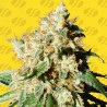 BLUEBERRY COOKIES AUTO · Original Sensible Seeds · graines de cannabis · AutoFem