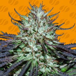 BLUEBERRY GHOST OG · Original Sensible Seeds · kaufen cannabis samen · Fem