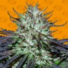 BLUEBERRY GHOST OG · Original Sensible Seeds · kaufen cannabis samen · Fem