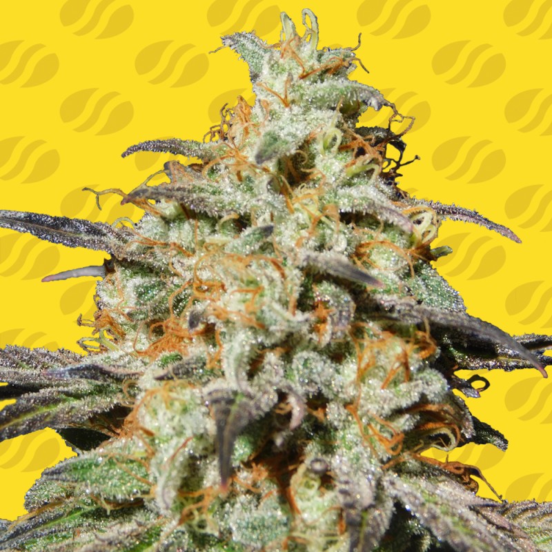 BISCOTTI AUTO · Original Sensible Seeds · graines de cannabis · AutoFem