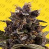 BLACK DOG AUTO · Original Sensible Seeds · kaufen cannabis samen · AutoFem