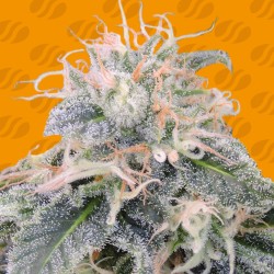 BLACK GHOST OG · Original Sensible Seeds · graines de cannabis · Fem