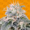 BLACK GHOST OG · Original Sensible Seeds · kaufen cannabis samen · Fem