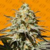 BLACK ORCHID · Original Sensible Seeds · graines de cannabis · Fem