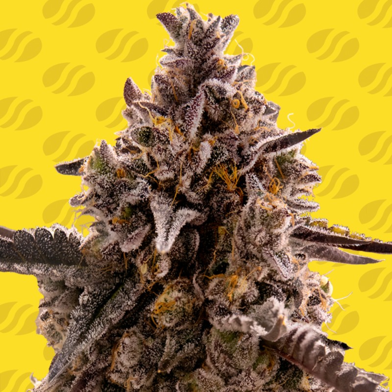 BLACK ORCHID AUTO · Original Sensible Seeds · cannabis seeds · AutoFem