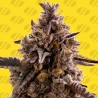 BLACK ORCHID AUTO · Original Sensible Seeds · sementes de maconha · AutoFem