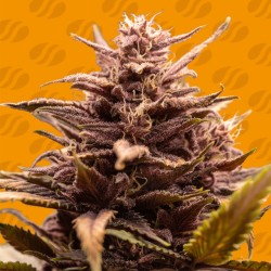 BLACKWATER · Original Sensible Seeds · graines de cannabis · Fem