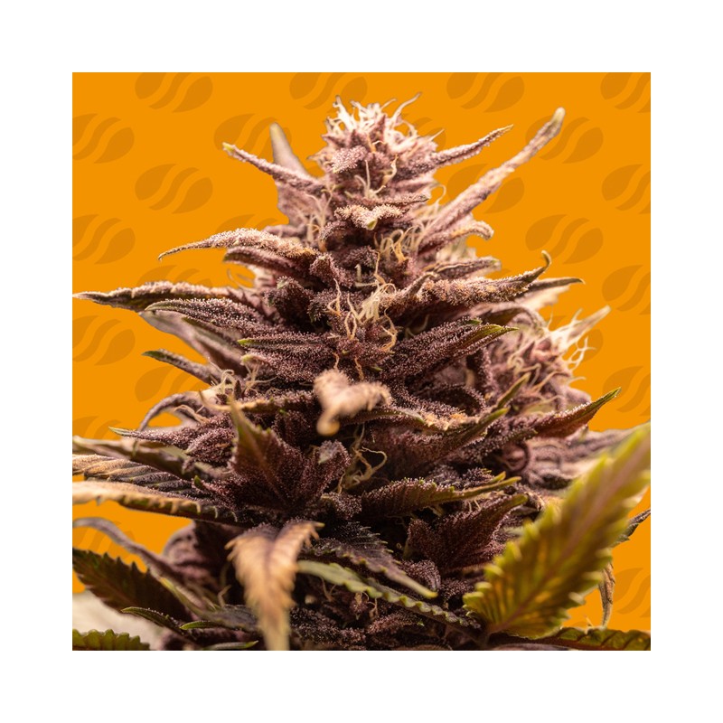 BLACKWATER · Original Sensible Seeds · graines de cannabis · Fem