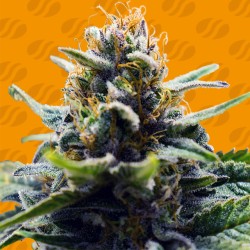 BLUE ZUSHI · Original Sensible Seeds · kenevir tohum · Disi · Fem