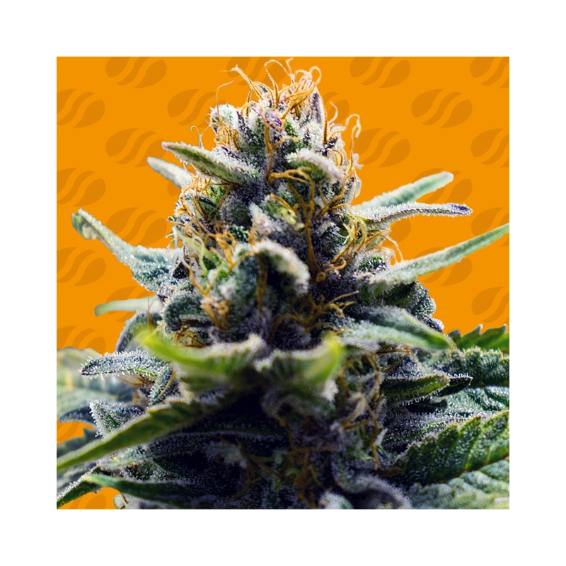 BLUE ZUSHI · Original Sensible Seeds · kaufen cannabis samen · Fem