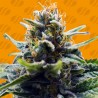 BLUE ZUSHI · Original Sensible Seeds · graines de cannabis · Fem