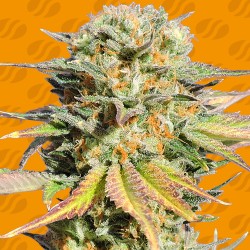 BRUCE BANNER 3 · Original Sensible Seeds · graines de cannabis · Fem