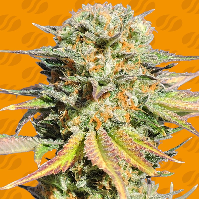 BRUCE BANNER 3 · Original Sensible Seeds · graines de cannabis · Fem
