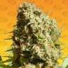 BRUCE BANNER 3 FAST · Original Sensible Seeds · kenevir tohum · Disi · Fem