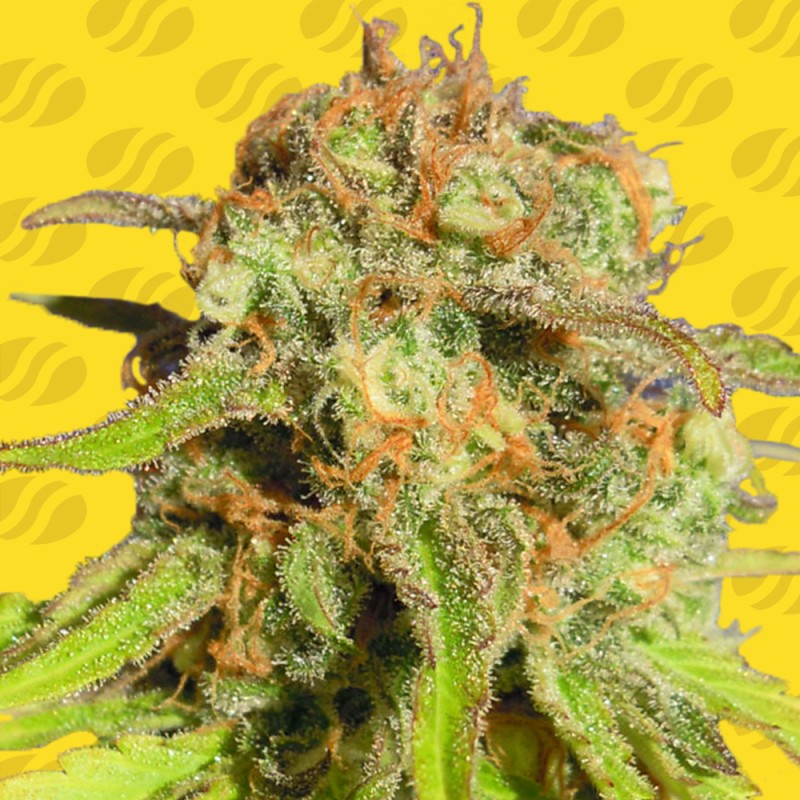 BRUCE BANNER 3 AUTO · Original Sensible Seeds · sementes de maconha · AutoFem