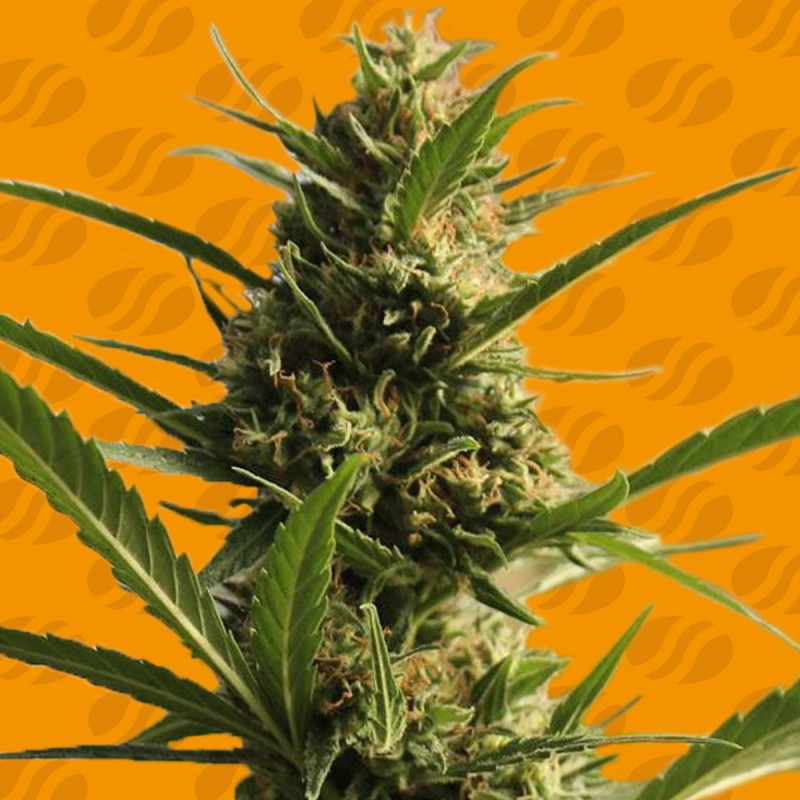 CANNABOOM CBD+ · Original Sensible Seeds · graines de cannabis · Fem
