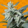 CANNAFUEL CBD+ · Original Sensible Seeds · graines de cannabis · Fem