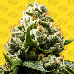 DO-SI-DOS AUTO · Original Sensible Seeds · kenevir tohum · Disi · AutoFem