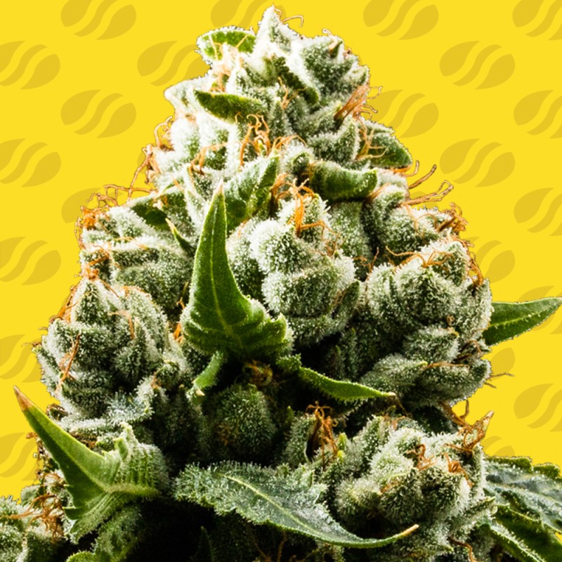 DO-SI-DOS AUTO · Original Sensible Seeds · graines de cannabis · AutoFem