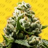 DO-SI-DOS AUTO · Original Sensible Seeds · cannabis seeds · AutoFem