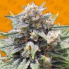 CHEESE XXL · Original Sensible Seeds · kaufen cannabis samen · Fem