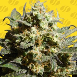 CHERRY ALIEN AUTO · Original Sensible Seeds · kenevir tohum · Disi · AutoFem