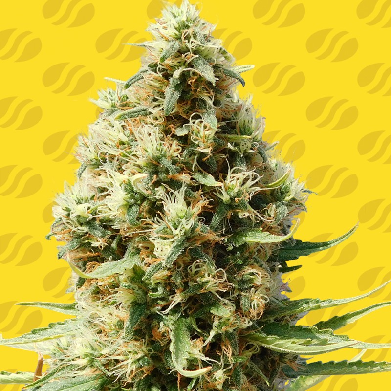 FROSTED GUAVA AUTO · Original Sensible Seeds · sementes de maconha · AutoFem