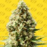 FROSTED GUAVA AUTO · Original Sensible Seeds · sementes de maconha · AutoFem
