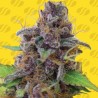 GELATO AUTO · Original Sensible Seeds · graines de cannabis · AutoFem