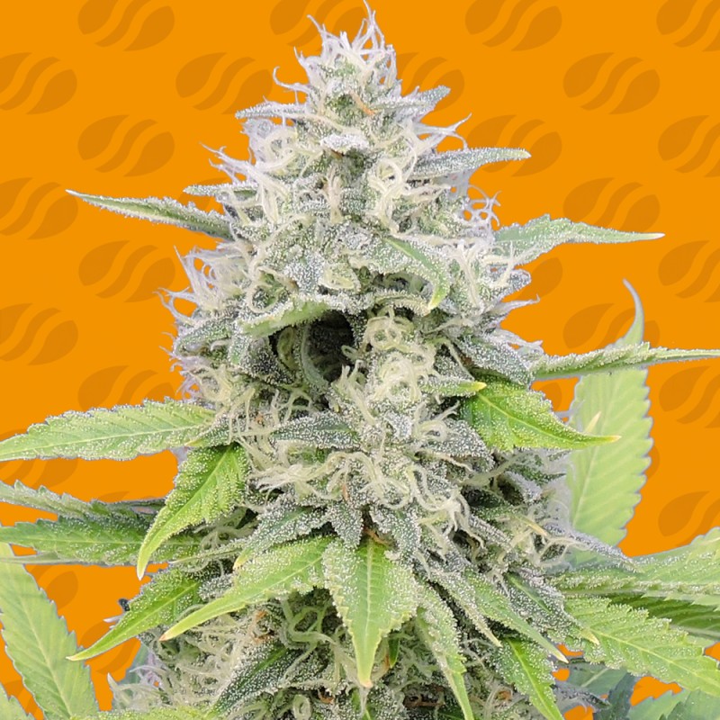 GORILLA Z · Original Sensible Seeds · sementes de maconha · Fem
