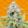 GORILLA Z · Original Sensible Seeds · sementes de maconha · Fem