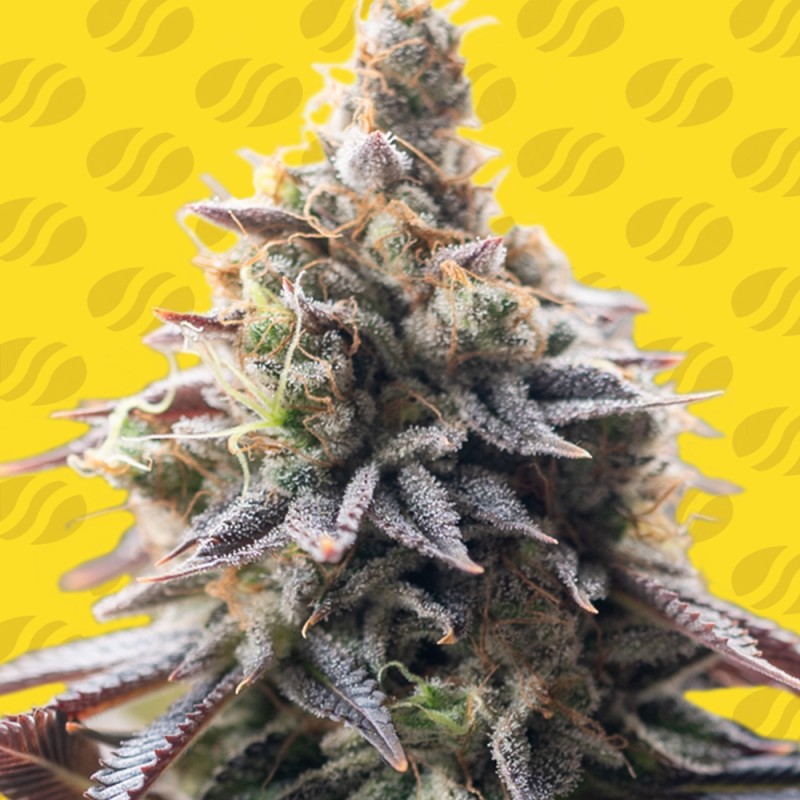 GRAPE SODA AUTO · Original Sensible Seeds · sementes de maconha · AutoFem