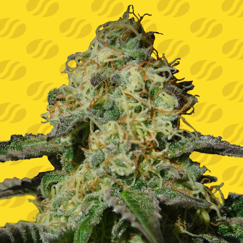 JEALOUSY AUTO · Original Sensible Seeds · cannabis seeds · AutoFem