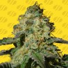 JEALOUSY AUTO · Original Sensible Seeds · sementes de maconha · AutoFem