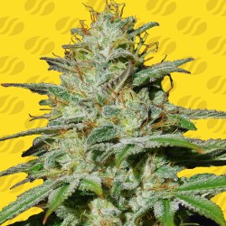 JUNGLE LAVA AUTO · Original Sensible Seeds · cannabis seeds · AutoFem