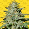JUNGLE LAVA AUTO · Original Sensible Seeds · cannabis seeds · AutoFem