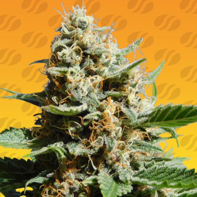 KUSH MINTZ FAST · Original Sensible Seeds · sementes de maconha · Fem